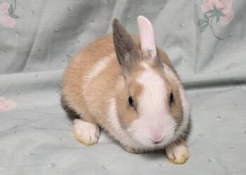 Dutch Rabbits Available for Adoption - Bluey | PetCurious