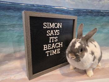 Simon -  English Spot Rabbit for Adoption in Columbus, Ohio - Simon | PetCurious