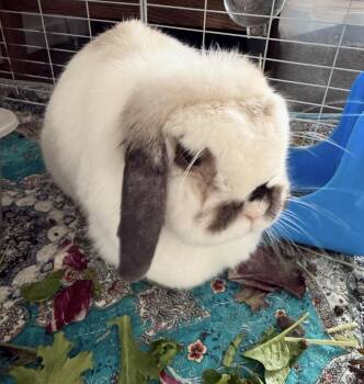 Gwennie -  Holland Lop Rabbit for Adoption in Omaha, Nebraska - Gwennie | PetCurious