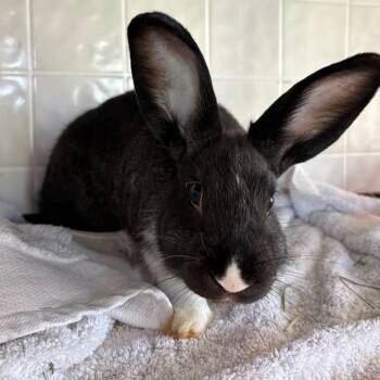 Moochie(bonded to Lotus) -  Hotot Rabbit for Adoption in West Des Moines, Iowa - Moochie(bonded To Lotus) | PetCurious