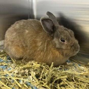 Rescue American Rabbits for Adoption in Phoenixville, Pennsylvania - JackOlantern | PetCurious