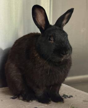 Stitch -  American Rabbit for Adoption in Oakland, California - Stitch | PetCurious