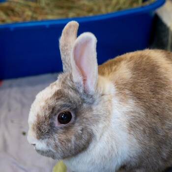 OLIVIA -  Rex Rabbit for Adoption in Boston, Massachusetts - OLIVIA | PetCurious