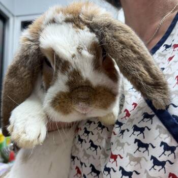 Bumble -  Mini Lop Rabbit for Adoption in Camden, Delaware - Bumble | PetCurious