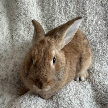 Breadstick -  New Zealand Rabbit for Adoption in Saint Charles, Missouri - Breadstick | PetCurious