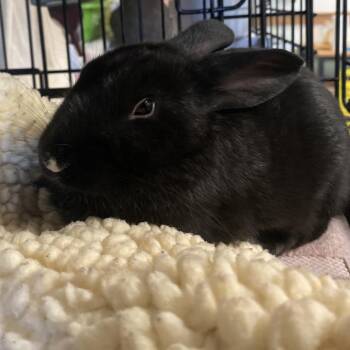 Bunny Rabbit Rabbits Available for Adoption in Asheville, North Carolina - Tanner | PetCurious