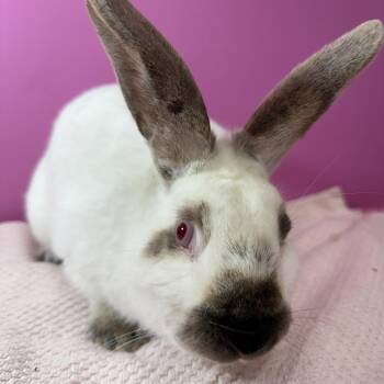 Californian Rabbits Available for Adoption - Cobble Junior  | PetCurious