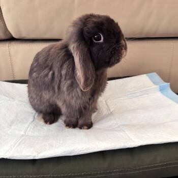 Ginger -  Holland Lop Rabbit for Adoption in Pasadena, California - Ginger | PetCurious