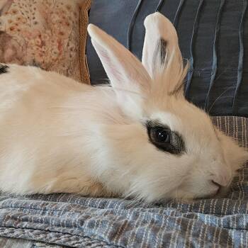 Lionhead Rabbits Available for Adoption in Foley, Alabama - Dolly | PetCurious