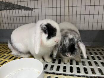 Tot / Tater -  Holland Lop Rabbit for Adoption in Pflugerville, Texas - Tot / Tater | PetCurious