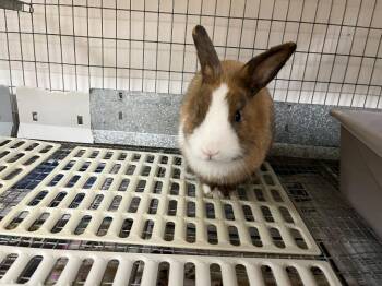Drift -  Dutch Rabbit for Adoption in Pflugerville, Texas - Drift | PetCurious