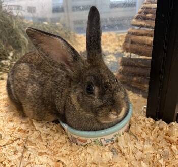 Pickles -  Bunny Rabbit Rabbit for Adoption in Mississauga, Ontario - Pickles | PetCurious