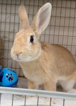 Canary -  Tan Rabbit for Adoption in Mill Valley, California - Canary | PetCurious