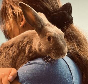 Rescue Bunny Rabbit Rabbits for Adoption in Chapin, South Carolina - Sydney | PetCurious