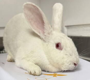 Rescue New Zealand Rabbits for Adoption in Oakland, California - Magpie | PetCurious