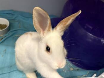 TOFFEE -  Bunny Rabbit Rabbit for Adoption in Fort Wayne, Indiana - TOFFEE | PetCurious