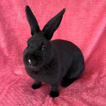 SADIE -  Bunny Rabbit Rabbit for Adoption in Camarillo, California - SADIE | PetCurious