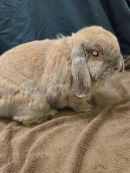 Fluffy -  Holland Lop and Mini Rex Rabbit for Adoption in Erin, Ontario - Fluffy | PetCurious