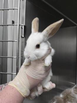 Toast -  Bunny Rabbit Rabbit for Adoption in Montreal, Quebec - Toast | PetCurious