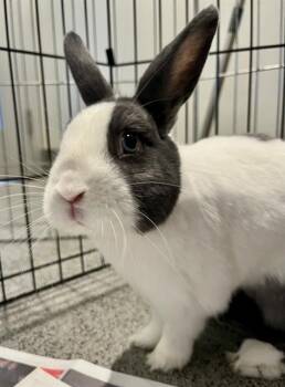 REX -  Bunny Rabbit Rabbit Available for Adoption in San Francisco, California - REX | PetCurious