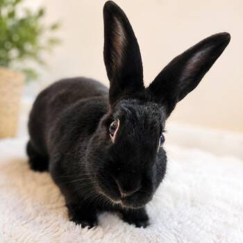 Beans -  Bunny Rabbit Rabbit for Adoption in Columbia, Maryland - Beans | PetCurious