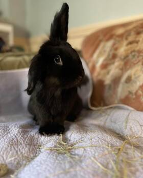 Pierre -  Bunny Rabbit Rabbit for Adoption in Westbrook, Maine - Pierre | PetCurious