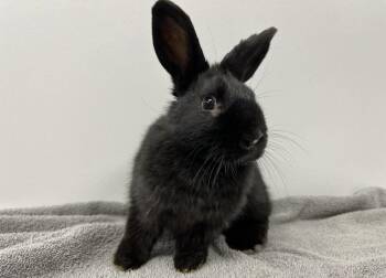 Dwarf Rabbits Available for Adoption in Westford, Massachusetts - Crumb Bun | PetCurious