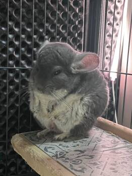 Bunny Rabbit Rabbits Available for Adoption in Rockaway, New Jersey - Pistachio CHINCHILLA RM | PetCurious