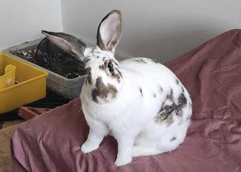 Bunny Rabbit Rabbits Available for Adoption in Westford, Massachusetts - Cabbage | PetCurious