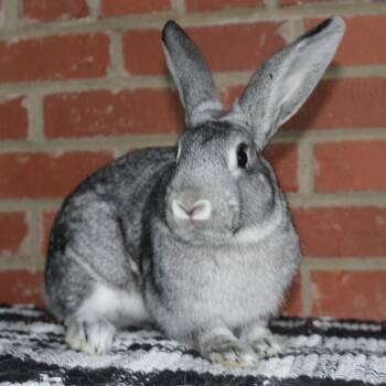 Karl -  Chinchilla Rabbit for Adoption in Winston-salem, North Carolina - Karl | PetCurious