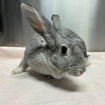Maxine -  Flemish Giant and American Rabbit for Adoption in Providence, Rhode Island - Maxine | PetCurious