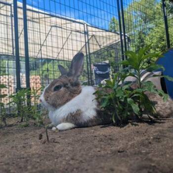 Graciela -  Dutch Rabbit for Adoption in Kalamazoo, Michigan - Graciela | PetCurious