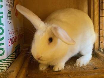 Zora -  Florida White and Holland Lop Rabbit for Adoption in Escondido, California - Zora | PetCurious