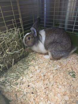 Bok Choy -  Bunny Rabbit Rabbit for Adoption in Mississauga, Ontario - Bok Choy | PetCurious