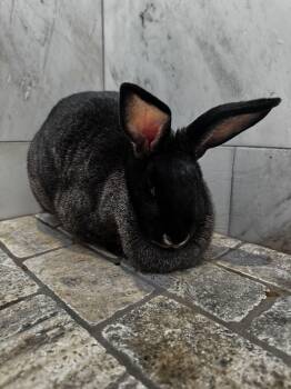 Rescue American Rabbits for Adoption in Springtown, Texas - Mad Bunny | PetCurious