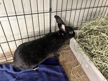 Rescue Bunny Rabbit Rabbits for Adoption in Las Vegas, Nevada - Popeye (Pen 8) | PetCurious
