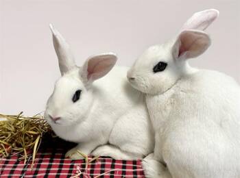 CHECKERS -  Bunny Rabbit Rabbit for Adoption in Fort Lauderdale, Florida - CHECKERS | PetCurious