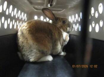 Bunny Rabbit Rabbits Available for Adoption - Buddy(exotic) | PetCurious