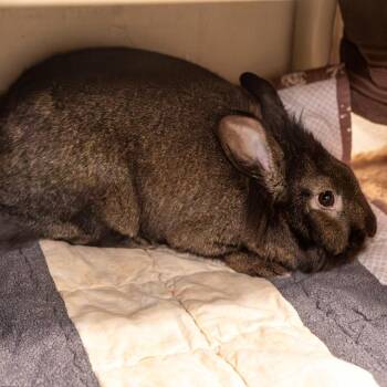 Bunny Rabbit Rabbits Available for Adoption in Kennebunk, Maine - Ellie | PetCurious