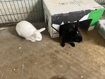 Diamond & Stevie -  Bunny Rabbit Rabbit for Adoption in Las Vegas, Nevada - Diamond & Stevie | PetCurious