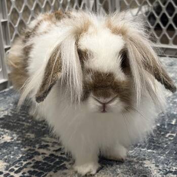 Chloe -  Lop Eared and Lionhead Rabbit Available for Adoption in Atlantic Highlands, New Jersey - Chloe | PetCurious
