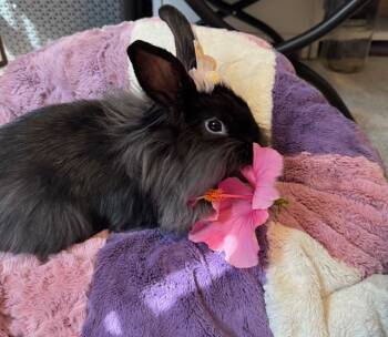 Rescue Bunny Rabbit Rabbits for Adoption in St. Peters, Missouri - DAPHNE | PetCurious