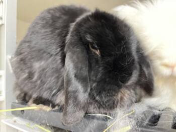 Mini Lop Rabbits Available for Adoption in Pflugerville, Texas - CharlieB / Binky | PetCurious