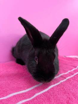 Rescue New Zealand Rabbits for Adoption in Saint Charles, Missouri - Ukulele | PetCurious