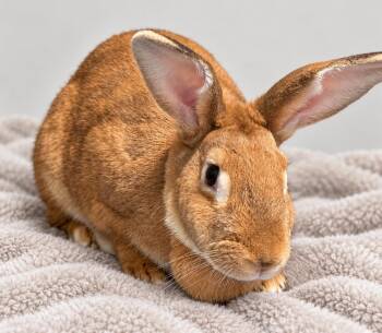 Charlotte -  Bunny Rabbit Rabbit for Adoption in Marshfield, Wisconsin - Charlotte | PetCurious
