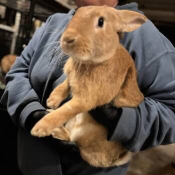 Rescue Flemish Giant Rabbits for Adoption in Nampa, Idaho - Pineapple | PetCurious
