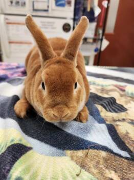 Rescue Rex Rabbits for Adoption in Aliquippa, Pennsylvania - NORAH | PetCurious
