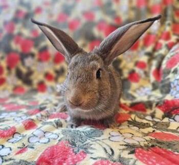 Ryan -  American Rabbit for Adoption in Folsom, California - Ryan | PetCurious