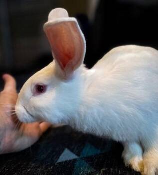 New Zealand Rabbits Available for Adoption in Oakland, California - Auklet | PetCurious