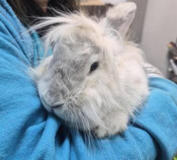 Enzo -  Bunny Rabbit Rabbit for Adoption in New York, New York - Enzo | PetCurious